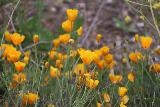 Sycamore_Canyon_Falls_021_06012019 - We were surprised to still see California poppies during our June 2019 visit to Sycamore Canyon Falls
