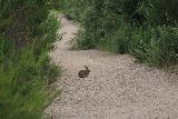 Sycamore_Canyon_Falls_228_06012019 - Yet another rabbit we spotted on the main trail as we were returning to the main parking lot to conclude our Sycamore Canyon Falls hike in June 2019