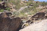 Tahquitz_Falls_078_05192019 - Another look at more of the desert bighorn sheep around Tahquitz Falls in May 2019