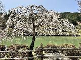 Takayama_001_jx_04132023.JPEG - Checking out a lone cherry blossom tree within the Hida no Sato in Takayama