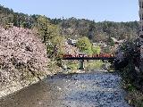 Takayama_003_iPhone_04132023 - Still another but more centered look along the Takigawa River lined on one side with cherry blossoms in Takayama