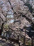 Takayama_006_iPhone_04132023 - Some lady sitting underneath the cherry blossoms by the Takagawa in Takayama