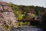 Takayama_036_04122023 - Looking towards a pretty high concentration of cherry blossoms alongside the Takagawa River in Takayama
