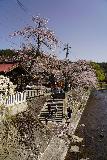 Takayama_039_04122023 - Another look towards the cherry blossoms alongside the Takagawa River in Takayama
