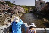 Takayama_054_04122023 - Julie and Tahia checking out the cherry blossoms by the Takagawa River in Takayama