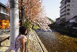 Takayama_064_04122023 - Tahia checking out some of the remnant cherry blossoms alongside the Takagawa River in Takayama