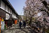 Takayama_065_04122023 - Continuing to walk along this narrow road alongside Takagawa with cherry blossoms in Takayama