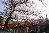 Takayama_068_04122023 - Looking underneath a cherry blossom towards a red-railed bridge going over Takagawa in Takayama