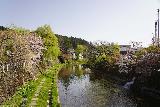 Takayama_071_04122023 - Looking further downstream at more remnant cherry blossoms along the Takagawa River in Takayama