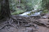 Tamanawas_Falls_033_08182017 - Traversing a rooty part of the Tamanawas Falls Trail