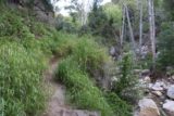 Tangerine_Falls_17_009_04022017 - The overgrown West Fork Cold Springs Trail alongside Cold Springs Creek