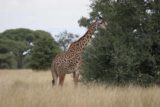 Tarangire_018_06062008 - Our first look at a giraffe