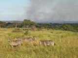 Tarangire_071_jx_06062008 - Fire in the background while zebras were grazing in the foreground