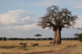 Tarangire_247_06062008 - Zebras and baobab tree