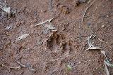 Tarzan_Falls_138_11202022 - Looking down at wild pig tracks near the trailhead for Tarzan Falls