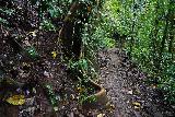 Tchupala_and_Wallicha_Falls_014_06292022 - Noticing a strangler fig alongside the trail to Tchupala Falls