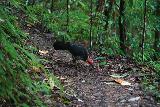 Tchupala_and_Wallicha_Falls_032_06292022 - Checking out a bush turkey digging or doing something to the trail as I was leaving Tchupala Falls