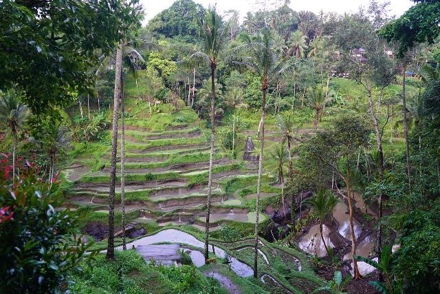 Tegallalang_013_06182022 - Given the close proximity of the Tegenungan Waterfall to Ubud, it's quite feasible to fit in a visit to the popular Tegallalang Rice Terraces to the north of the city