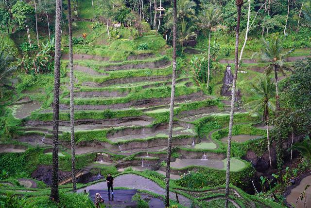 Tegallalang_018_06182022 - Given the close proximity of the Kanto Lampo Waterfall to Ubud, it's quite feasible to fit in a visit to the popular Tegallalang Rice Terraces to the north of the city