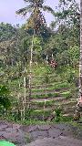 Tegallalang_019_iPhone_06182022 - Tahia getting swung towards the famous Tegallalang Rice Terrace