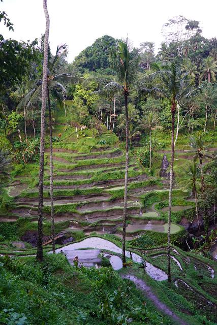 Tegallalang_022_06182022 - Given the close proximity of the Tibumana Waterfall to Ubud, it's quite feasible to fit in a visit to the popular Tegallalang Rice Terraces to the north of the city