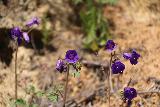 Tenaja_Falls_100_03312019 - Some of the purple wildflowers seen along the Tenaja Falls Trail