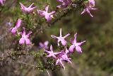Tenaja_Falls_102_03312019 - Some light pinkish star-shaped wildflowers along the Tenaja Falls Trail