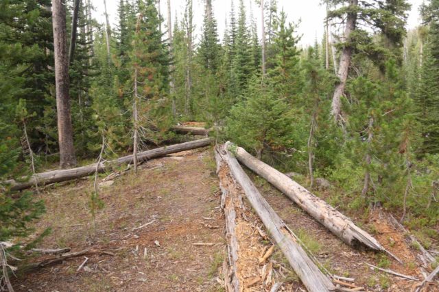 Terraced_Falls_17_184_08132017 - A bunch of fallen trees nearby my turnaround point for experiencing the 'Cascade Creek Falls'