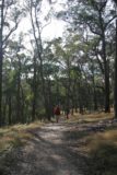 Tia_Falls_012_05052008 - On the Falls Walk amongst eucalyptus trees