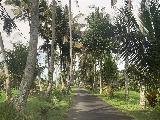 Tibumana_014_iPhone_06182022 - On a narrow palm-lined road en route to the Tibumana Waterfall