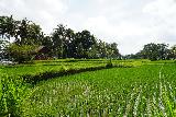 Tibumana_094_06172022 - Looking back across the rice field next to the car park for the Tibumana Waterfall