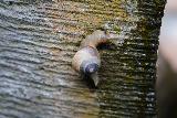 Tirta_Gangga_128_06182022 - Closeup look at a snail clinging to a tree within the complex at Tirta Gangga