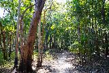 Tjaetaba_Falls_012_06152022 - Continuing to follow the track at the edge of a monsoon jungle towards Tjaetaba Falls