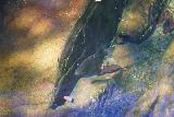 Tjaynera_Falls_138_06152022 - Another look at a pretty sizable fish inside the plunge pool of Tjaynera Falls