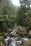 Toorongo_Falls_006_11112006 - The trail following Toorongo Creek