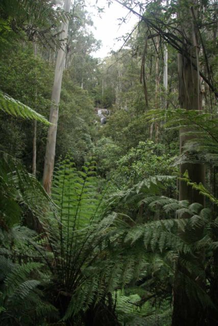 Toorongo_Falls_014_11112006 - Looking towards the top of Toorongo Falls as the trail ascended closer to it