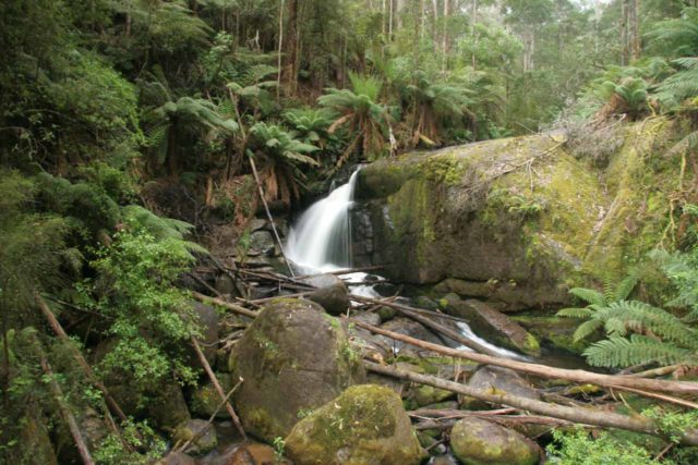 Toorongo Falls - Resilient Falls in the Great Dividing Range