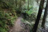 Toorongo_Falls_17_084_11222017 - Hiking alongside the Toorongo River with ferns growing on both sides of the narrow loop track towards the conclusion of my November 2017 visit to Toorongo Falls and Amphitheatre Falls