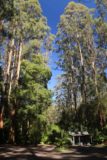 Triplet_Falls_17_005_11172017 - Tall trees at the car park for the Triplet Falls