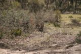 Tuross_Falls_037_11072006 - A kangaroo staring back at us as we were leaving Wadbilliga NP