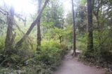 Twin_Falls_Olallie_17_010_07302017 - When the Twin Falls Trail wasn't right next to the river, it meandered past trees with moss growing on them as well as some bushes