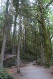 Twin_Falls_Olallie_17_017_07302017 - More tall moss-covered trees and branches flanking the Twin Falls Trail