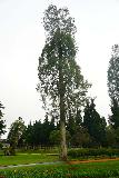 Ulun_Danu_Beratan_067_06192022 - Looking back at the full height of a tall tree at the Ulun Danu Beratan Temple