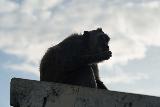 Uluwatu_054_06262022 - Closeup look at a monkey eating something while sitting atop a railing at the Uluwatu Temple