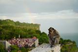 Uluwatu_064_06262022 - A monkey sitting atop a railing with a rainbow in the distance behind it at Uluwatu