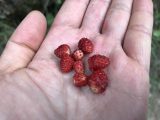 Umbal_Waterfalls_002_jx_07162018 - Some wild strawberries that Julie and Tahia picked from along the Umbalfalle Waterfalls Trail