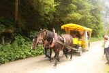 Umbal_Waterfalls_236_07162018 - If we really wanted to reduce the amount of hiking, it might be worth doing one of these horse-drawn carriages.  Perhaps that would have allowed me to go even higher up to the Upper Umbal Waterfalls, which I didn't have time to do on this day