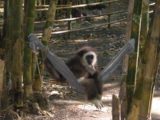 Umphang_Wildlife_Sanctuary_037_jx_01022009 - The swinging monkey