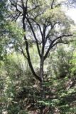 Uvas_Canyon_011_05192016 - Looking up at an interesting live oak tree at the Uvas Canyon County Park
