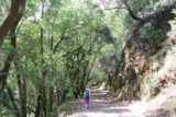 Uvas_Canyon_030_05192016 - When we did this hike, we kept right at the bottom of the Waterfalls Loop and went up this mostly uphill and somewhat featureless hike.  If we had to do it over again, we would have gone left and hiked alongside the relaxing Swanson Creek